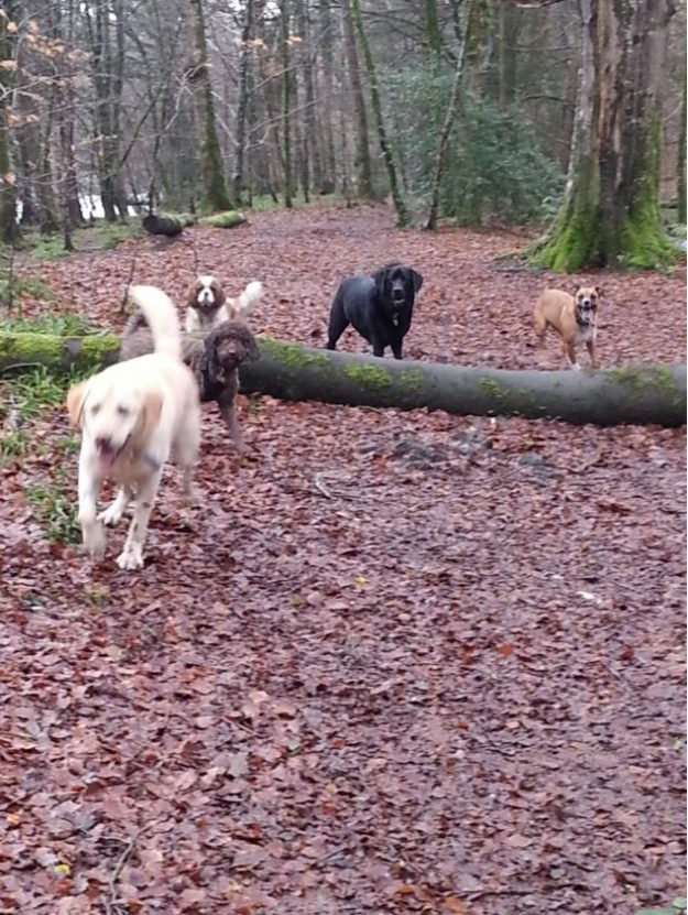 Enjoying a lovely run in the woods.