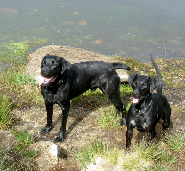 Loving their run by the river.