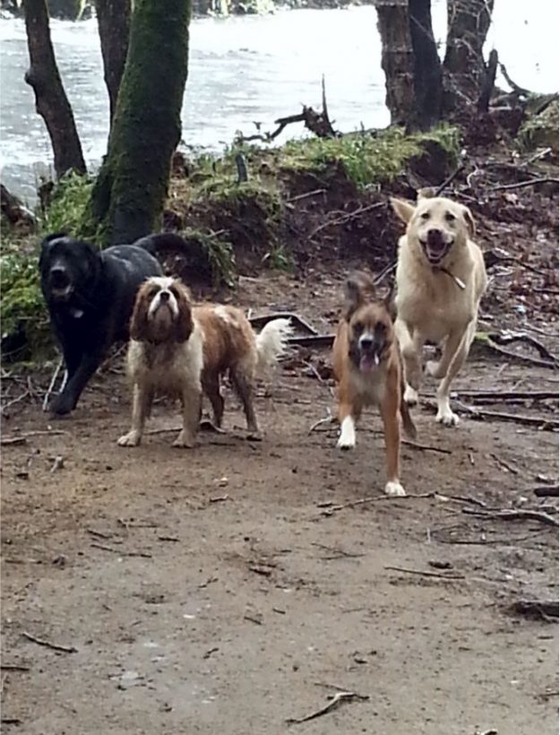 All looking happy after there dog walk.