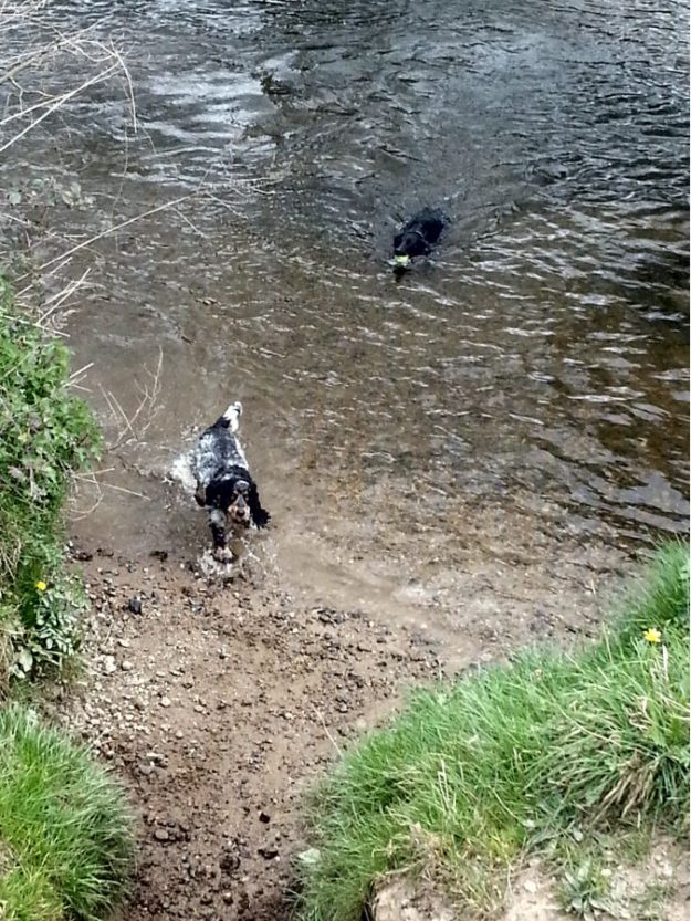 Having a lovely swim on their walk.