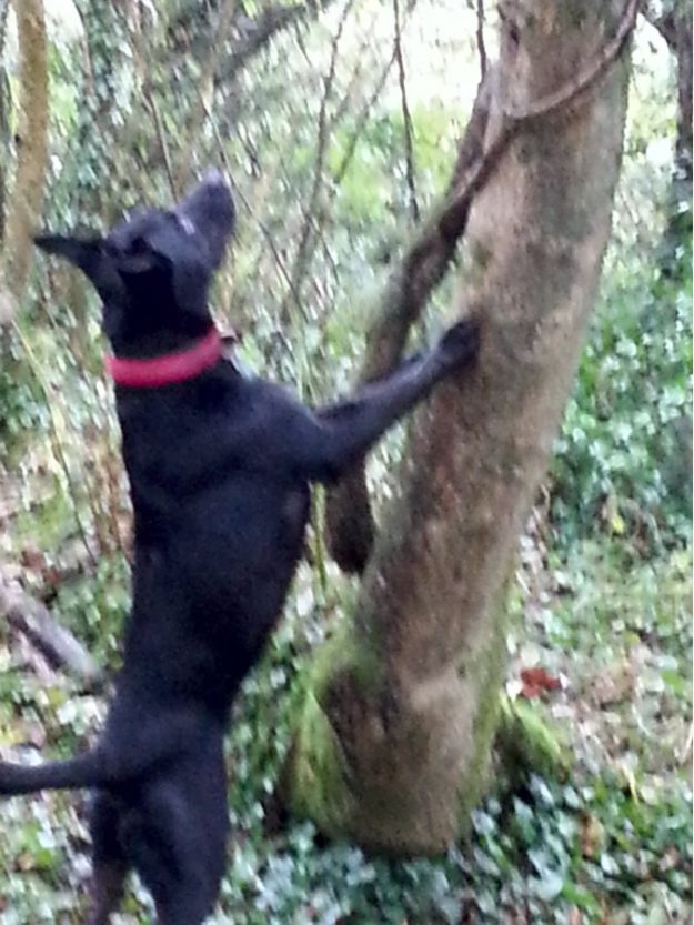 Something is interesting up this tree.