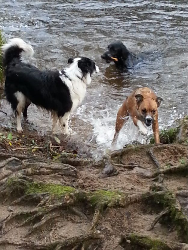 The love their swim in the river.