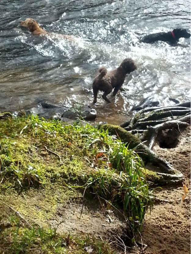 They love their group swim sessions.