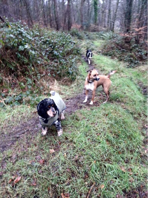 Having fun running in the woods.