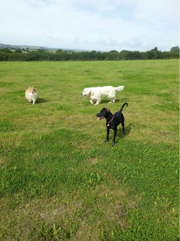 We had a very fun walk today.